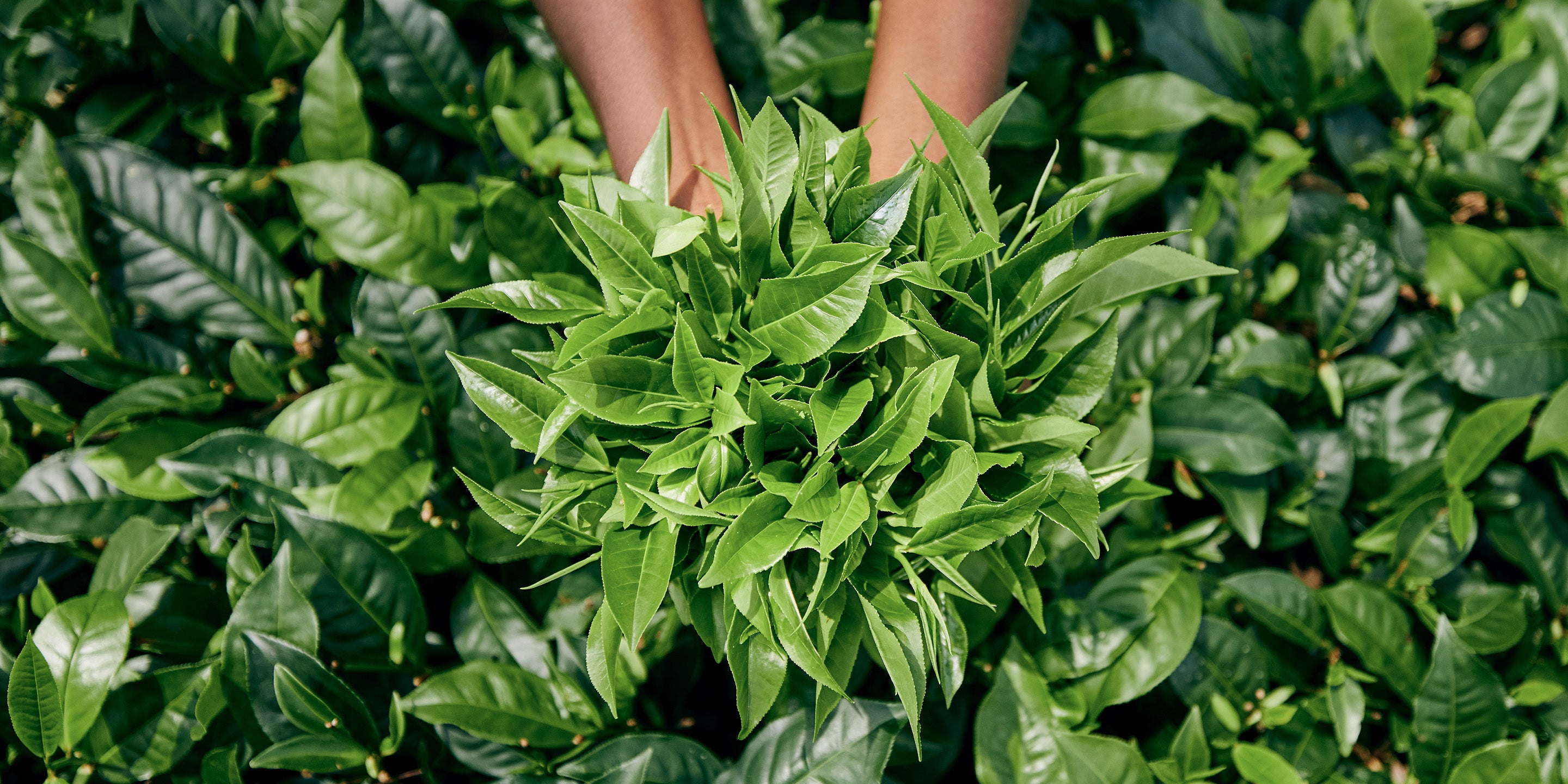 Hands holding a large bunch of fresh tea leaves