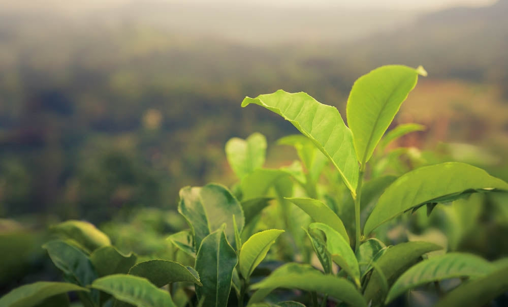 Green tea leaves growing in a tea field